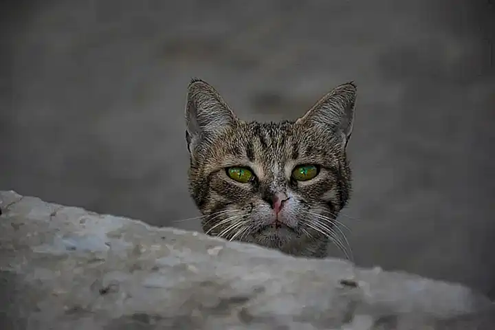 ¿Por qué los gatos adoptan esta postura?