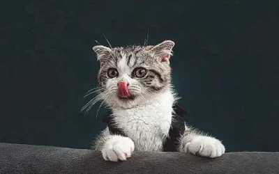 el-significado-de-los-lamidos-de-los-gatos_h2_176.webp