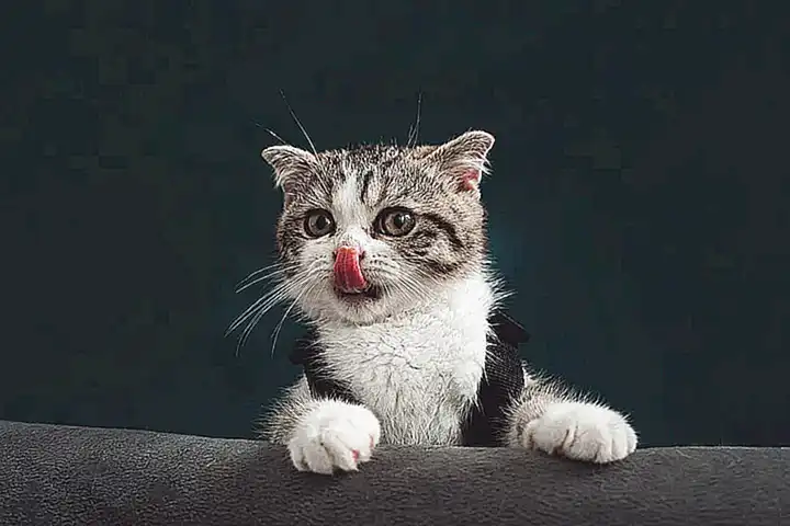 ¿Por qué los gatos lamen la cara de sus dueños?