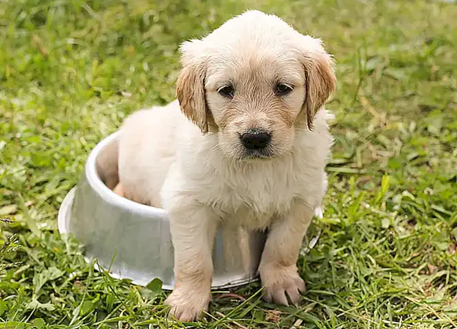 Por qué los perros comen hierba