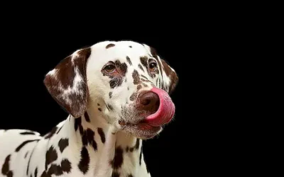 es-seguro-que-un-perro-te-lame-la-boca_h2_130.webp