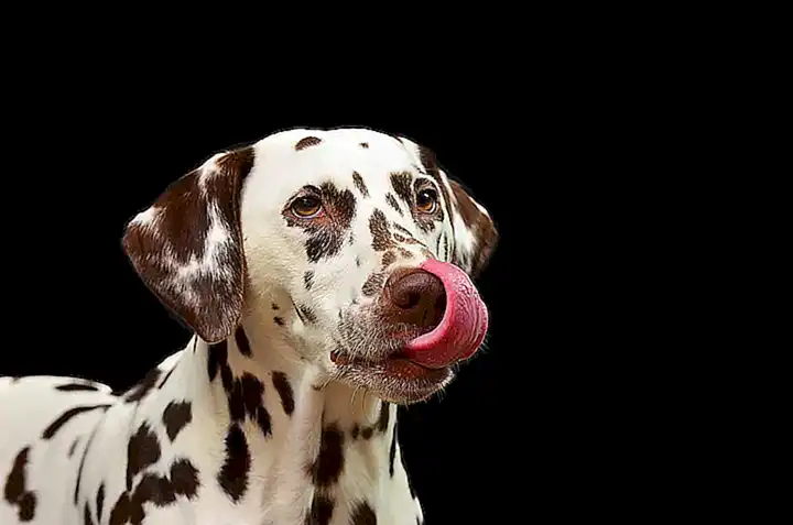 Por qué los perros lamen las manos de sus dueños