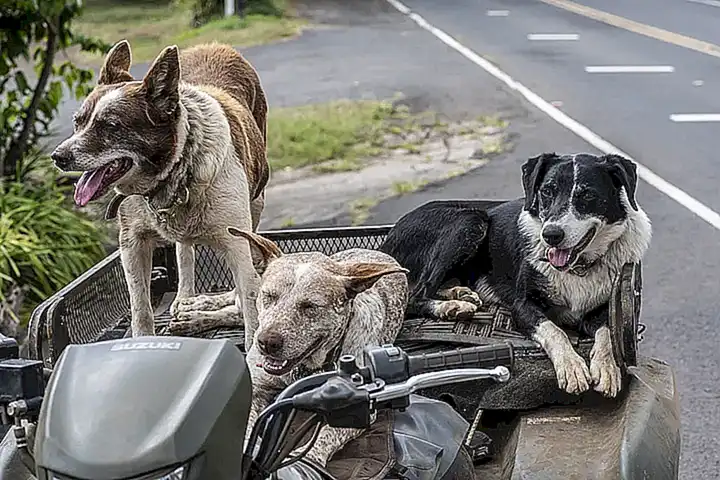 ¿Por qué se persigue a los perros callejeros?