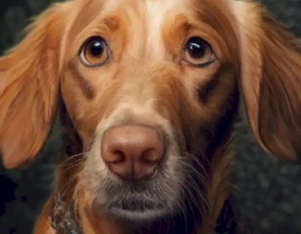Mi perro no me hace caso: ¿qué hacer?
