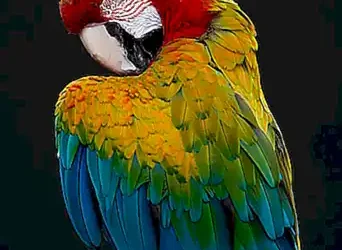 soluciones-para-evitar-los-picotazos-de-los-loros_h2_194.webp
