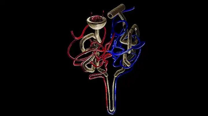 Prácticas para una salud renal óptima