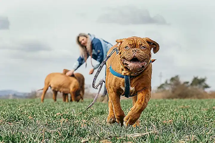 Prácticas veterinarias para el Dogo de Burdeos