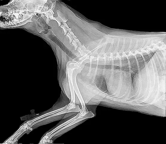 Prácticas veterinarias