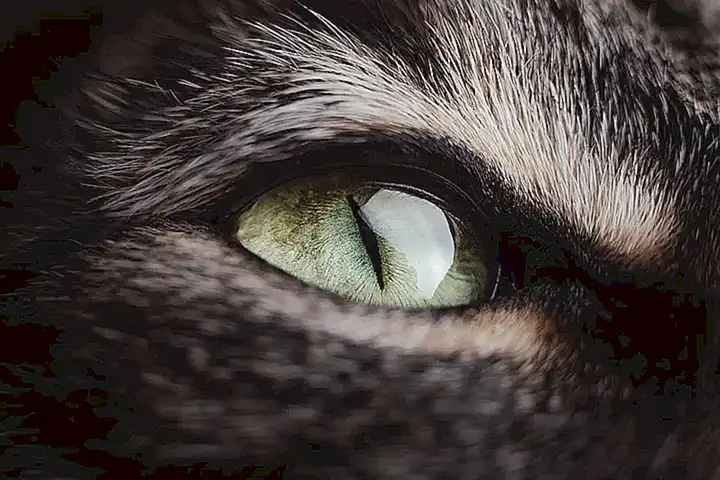 Precauciones para cuidar los ojos del gato