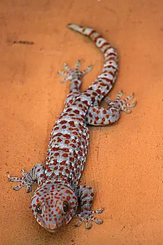 Precauciones para el cuidado de los geckos Tokay