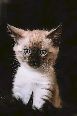 Precauciones para las mascotas inmunodeprevidas