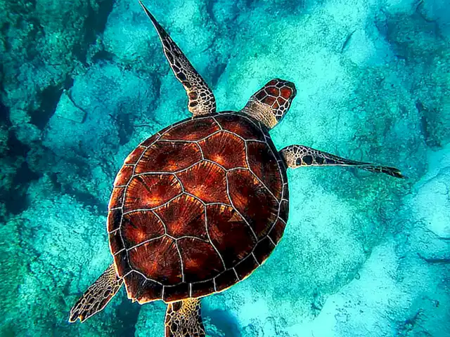 Precauciones para prevenir enfermedades en el caparazón de la tortuga
