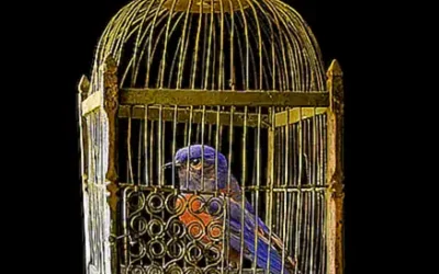 preparacion-del-jaula_h2_550.webp