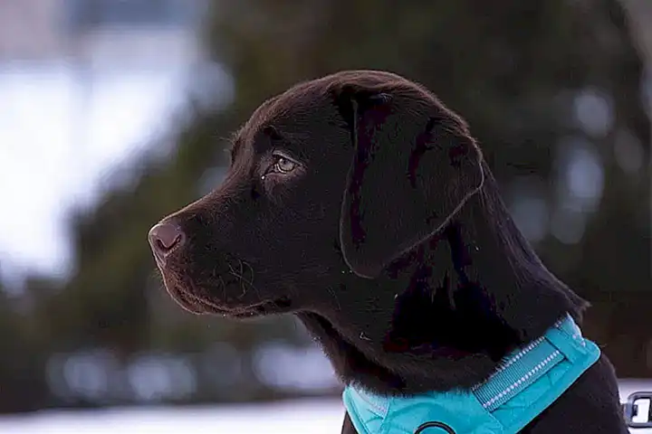 Preparación del chocolate para perros