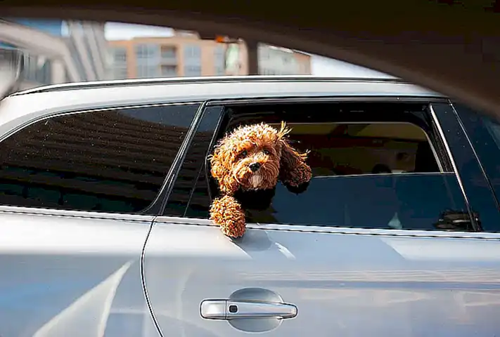 introducir-al-perro-en-el-coche_h2_1306.webp