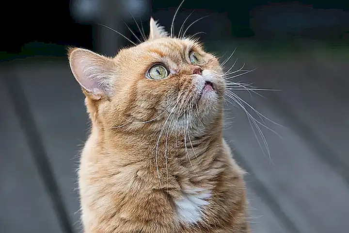 Presta atención al comportamiento del gatito