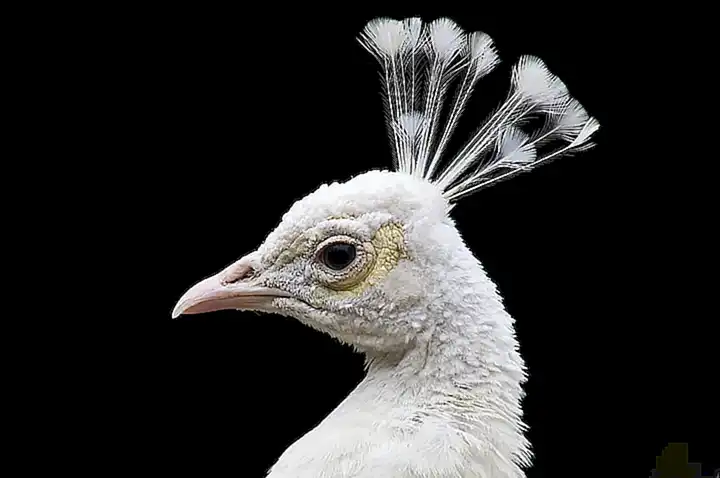Prevención de enfermedades en pájaros albinos