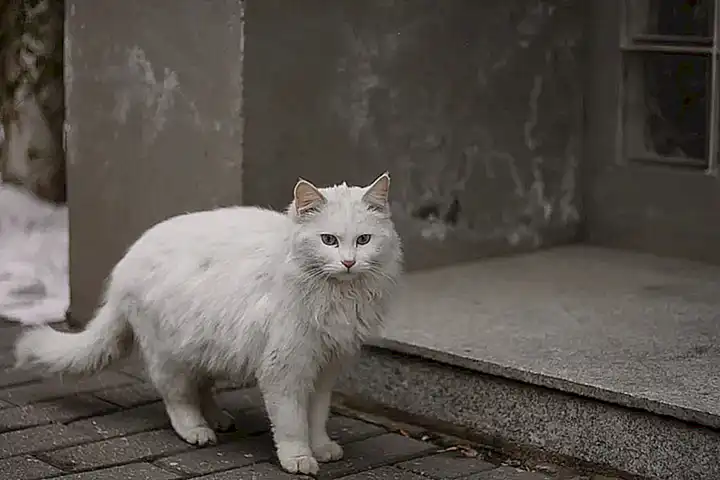 Prevención del resfriado en gatos
