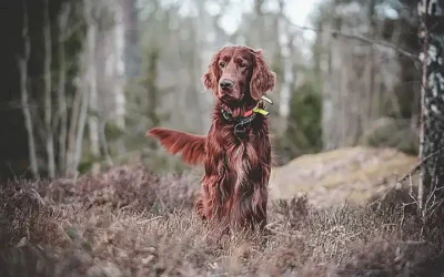 experiencias-negativas-previas-y-su-influencia-en-la-relacion-con-nuestro-perro_h2_106.webp