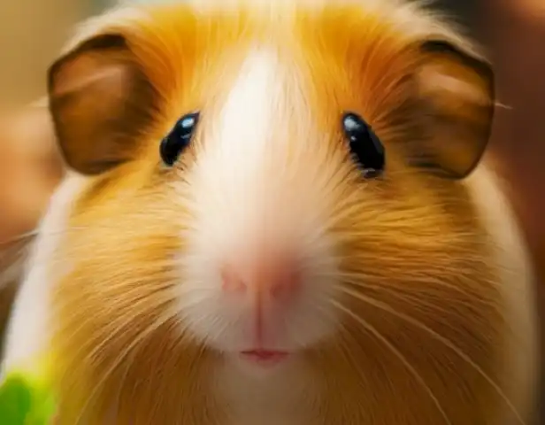 Image should showcase tips and tricks for keeping house pets like guinea pigs healthy and happy.