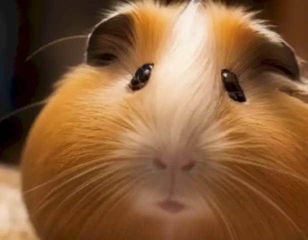 Image should show healthy, happy, and well-maintained guinea pigs living in a loving home.