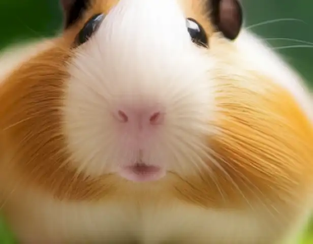 Image of the article should show different ways to maintain healthy and happy guinea pigs.