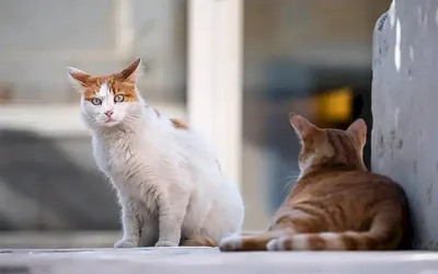 diferencia-entre-un-gato-feral-y-un-gato-domestico-perdido-o-abandonado_h2_91.webp