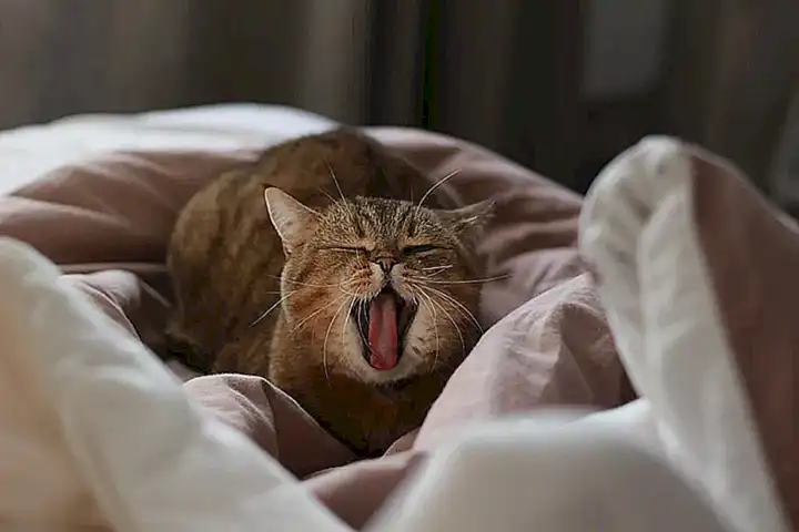 ¿Qué significa que un gato está enfermo?