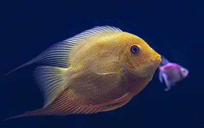 la-evolucion-de-los-peces-pulmonados-_h2_121.webp