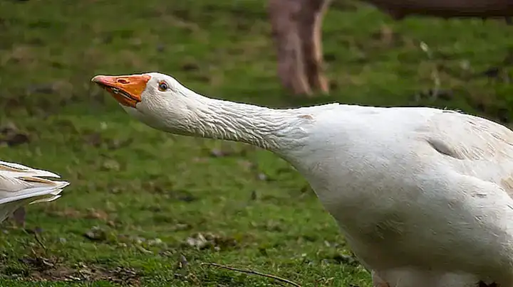 Quejarse