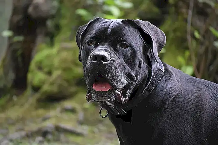 Rasgos únicos del Cane Corso