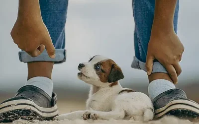 temperamento-y-personalidad-del-jack-russell-terrier-mini_h2_110.webp