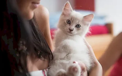 beneficios-de-tener-un-gato-en-casa_h2_233.webp