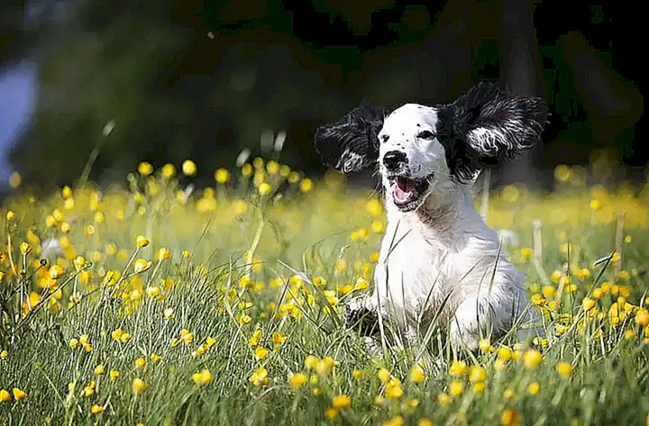 Razas de perros grandes siempre adorables como cachorros