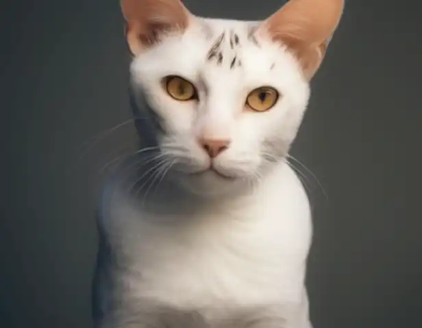 image of a person with diverse features sporting an American curl.