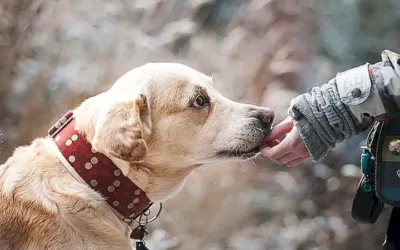 las-razas-de-perros-esponjosos-mas-adorables_h2_238.webp