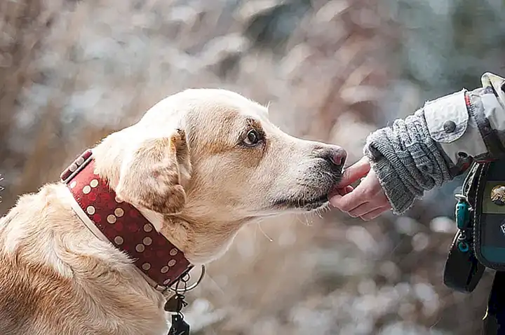Razones para tener un perro esponjoso como compañía