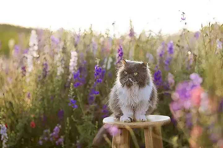 Razones por las que un gato puede morder al acariciarlos