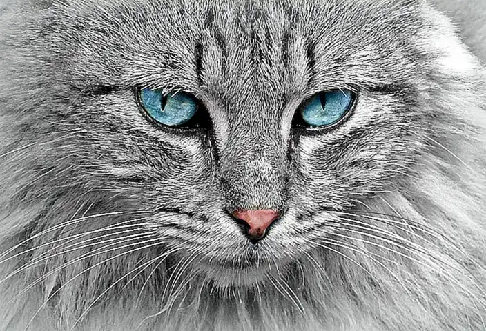 Recomendaciones para la convivencia entre gatos y otros animales