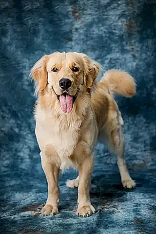 Regiones con mayor densidad de perros
