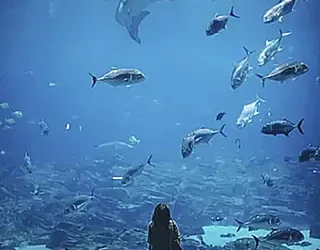 compatibilidad-con-otros-goldfish_h2_51.webp