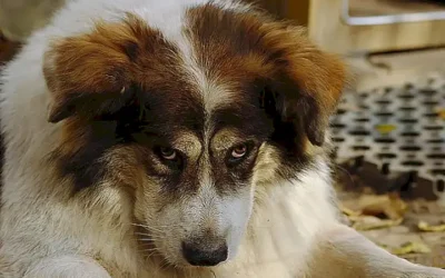 pets-permitidos-en-cada-empresa_h2_769.webp