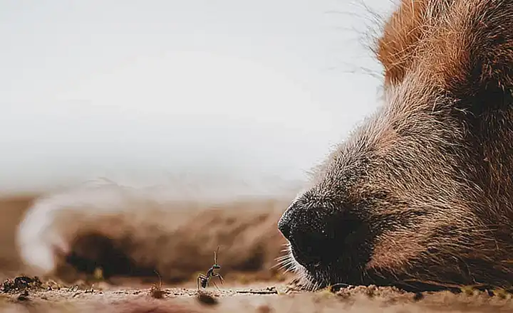 significado-de-las-diferentes-posturas-de-sueno-en-los-perros_h2_117.webp