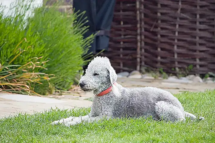 Salud del Bedlington Terrier