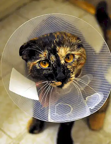 Salud veterinaria