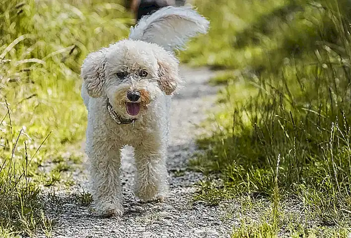 Salud y problemas comunes en el Caniche