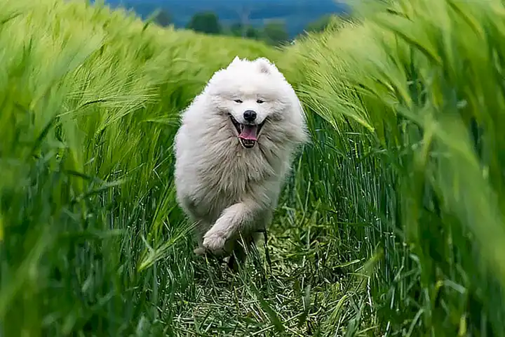Samoyedo