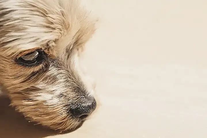 Sensibilidades y comportamiento hacia los perros pequeños