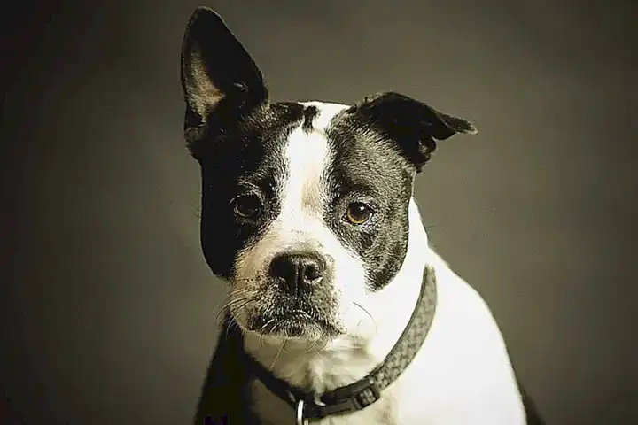 Seresto collar