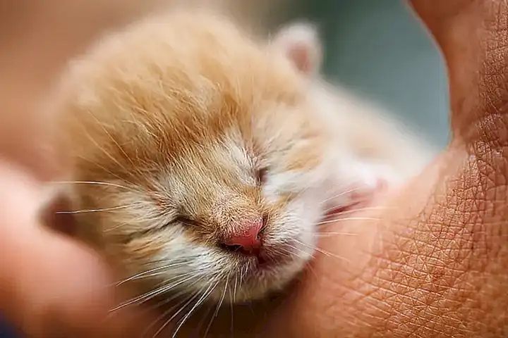 Significado del amasado en los gatos recién nacidos